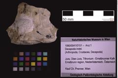 Foto (Objekt + Etiketten) von Decapoda indet. (NHMW-GEO-1990-0041-0151)